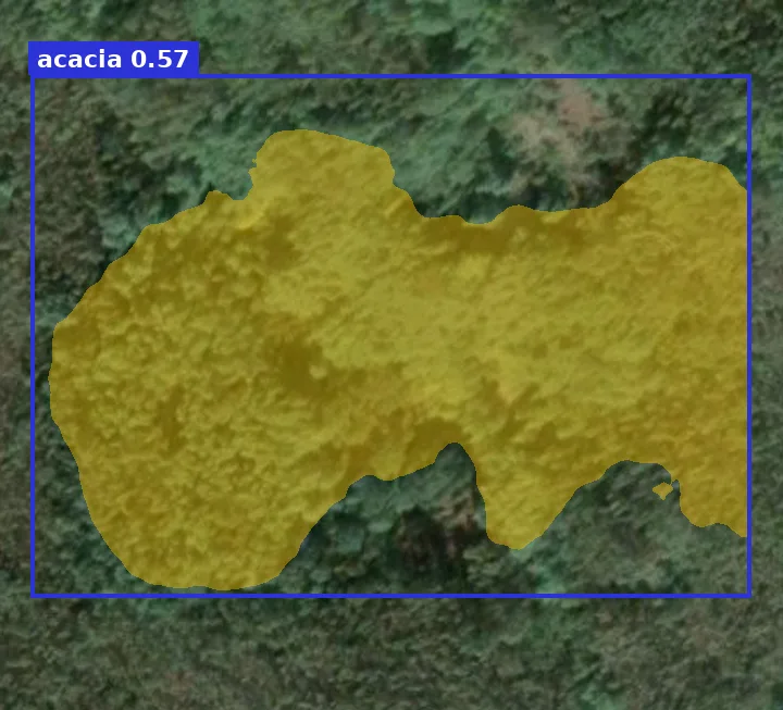 Satellite tile of dense forest with an acacia patch outlined